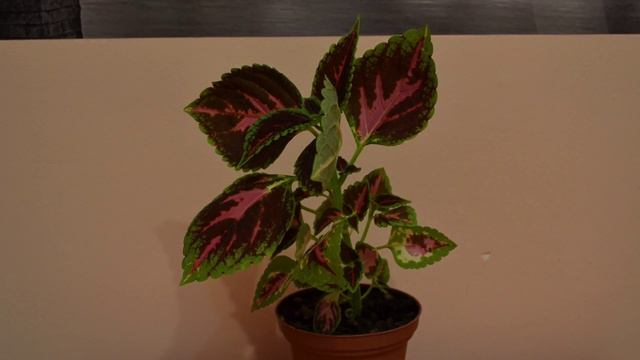 Колеус оживает после полива Coleus Is Coming Alive After Watering