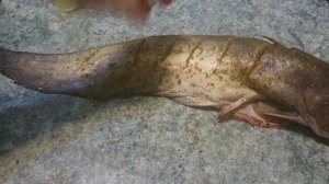 Как вкусно приготовить рыбу. Сом в духовке