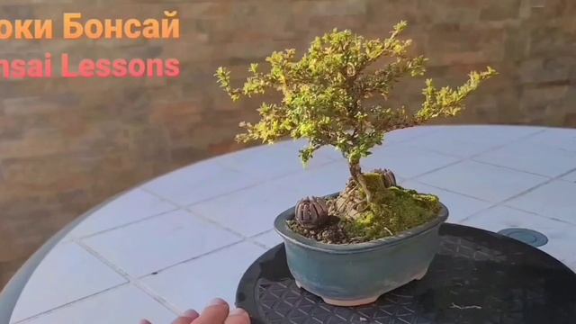 Бонсай Обнимая камень. Стиль бонсай Сейкидзедзю. Bonsai Sekijoju смотреть онлайн