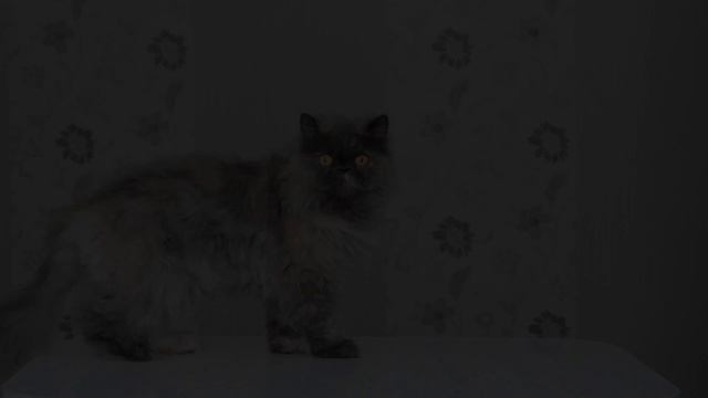 5 ЛайфХаков для жизни || Как избавиться от неприятного запаха изо рта? смотреть онлайн