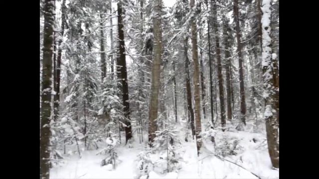 Зимний лес на Урале 2020 смотреть онлайн