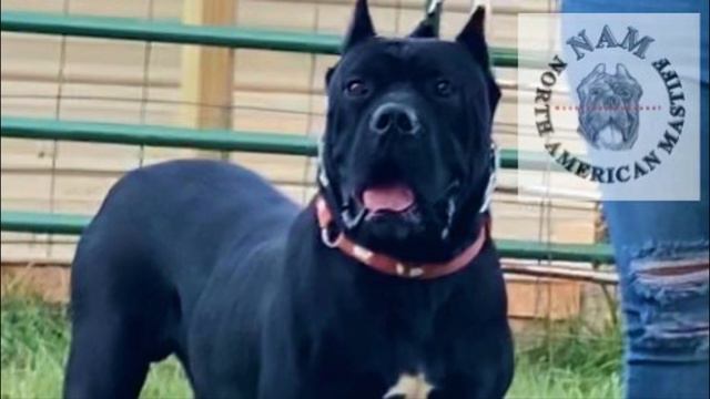 North American Mastiff - TOP 10 Interesting Facts смотреть онлайн