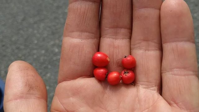 Cotoneaster horizontalis fruit in Spring смотреть онлайн