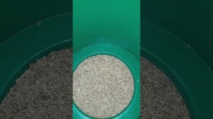 Мука из пшеницы. Делаем дома и сами. Без химии.