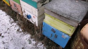 весенняя обработка пчел от клеща Варроа , особенности обработки