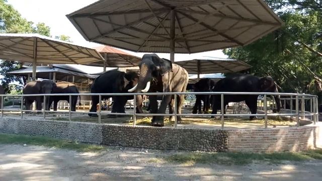 КРОКОДИЛОВАЯ ФЕРМА и ПАРК МИЛЛИОНОЛЕТНИХ КАМНЕЙ_ Достопримечательности и экскурсии в Паттайе