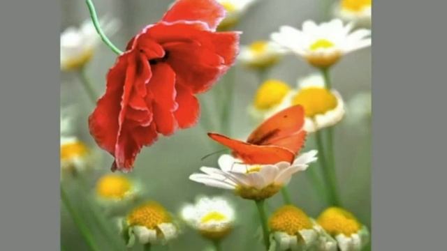 Медитация "Сияние Женской радости" смотреть онлайн