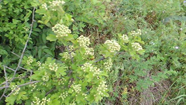 Эх.. столько цветов а для пчел толку нет! смотреть онлайн