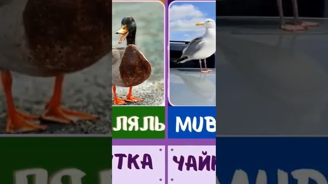 Каких животных мусульмане едят, а каких нет? халял и харам животных. Part 8 смотреть онлайн