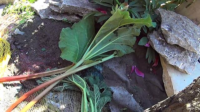 Садовые дорожки Http://vermitechnologii.ru/ верми ясли 03.06.2016. 1