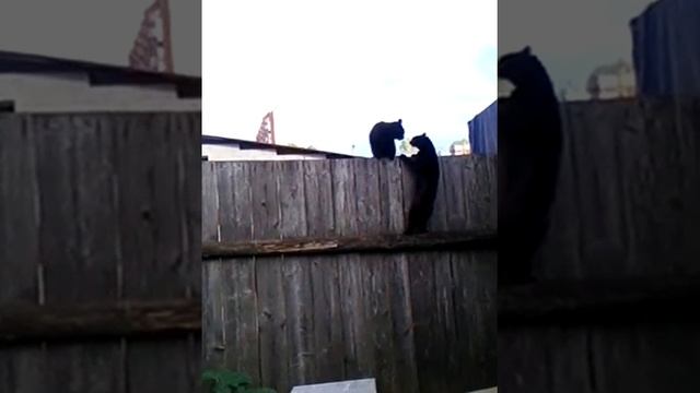 Разборка соседей. смотреть онлайн