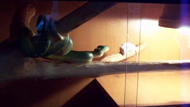 Morelia viridis vs mouse смотреть онлайн