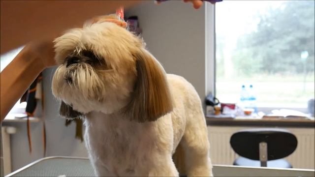 Grooming Guide - Grooming Shih Tzu #23