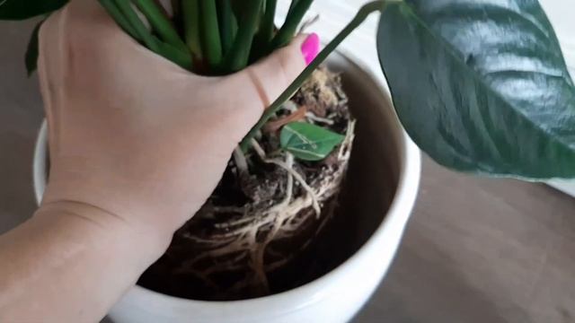 Ваш антуриум 100%приживется после покупки,если знать некоторые нюансы посадки смотреть онлайн