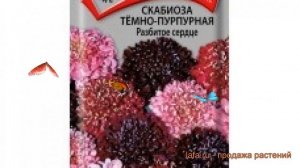 Скабиоза пурпурная Темно-пурпурная Разбитое сердце ? обзор: как сажать, семена скабиозы