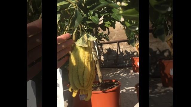 Цитрусовые на штамбе. Мандарины, апельсины, лимоны и многое другое! смотреть онлайн