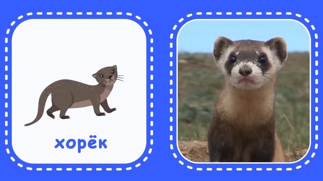 Лесные животные. Логопедические карточки для малышей. Учим животных по карточкам Домана смотреть онлайн