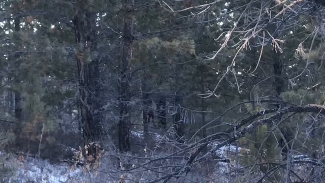 Охота на изюбря с лайками. Закрытие сезона. смотреть онлайн