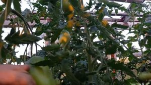 Томат МИНУСИНСКИЕ СТАКАНЫ ОРАНЖЕВЫЕ. Коллекционный сорт.Ярославская обл.