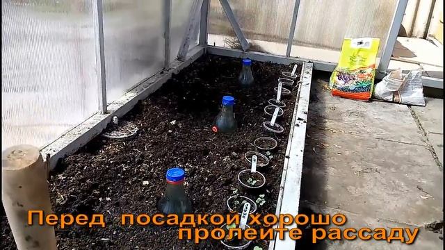 НЕОБЫЧНАЯ ПОСАДКА ТОМАТОВ В ГРУНТ Сибирская мини дачка смотреть онлайн