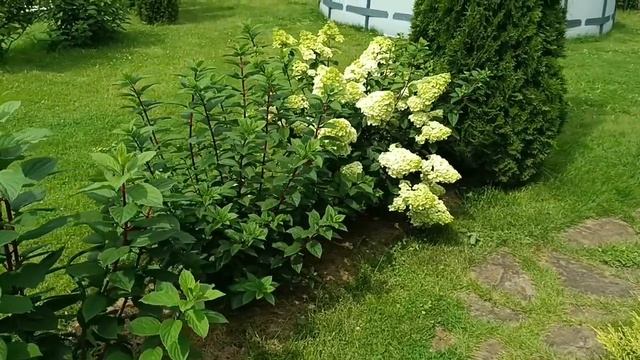 Прогулка по саду 1 августа, Подмосковье смотреть онлайн