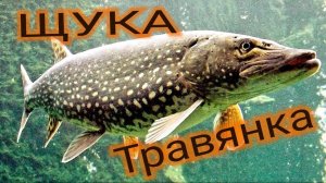 щука 2,5кг  на спиннинг с тестом 0,8-5 грамм, pike, fishing, spinning