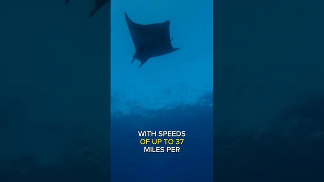 Devil Ray -- Majestic Devil Giants смотреть онлайн