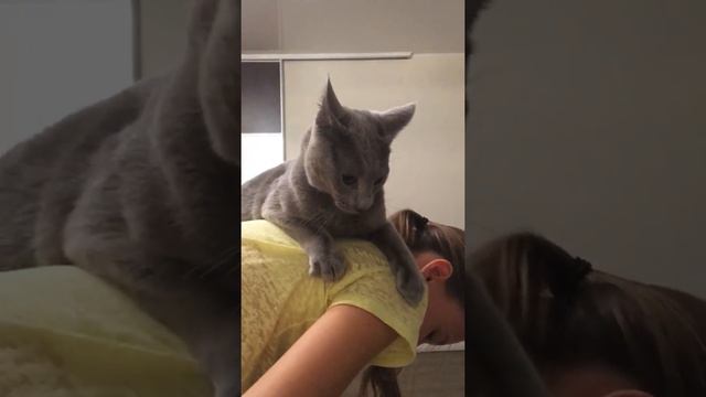 Русская Голубая кошка. Питомник Русских Голубых котят Ruzara смотреть онлайн