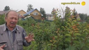 Хотите посадить в саду абрикос? О выращивании абрикоса в Сибири