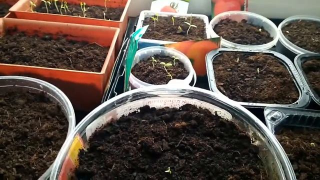 Рассада в феврале - Ранний урожай летом! смотреть онлайн