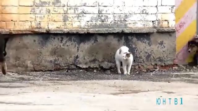 Кошка бойцовой породы. ЮНТВ1. смотреть онлайн