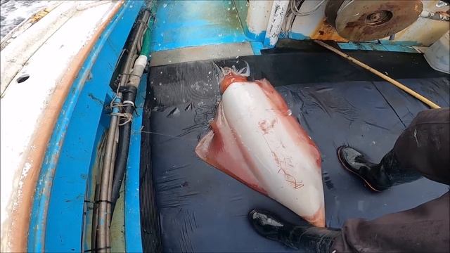 「セーイカ＆魚突き ♯2」深海480ｍにオッパイを沈めると巨大ソデイカが釣れた！ смотреть онлайн