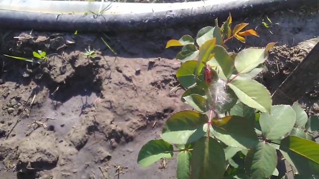 Розы. Второе цветение роз первогодок. Как покупать розы в Пятерочки. смотреть онлайн