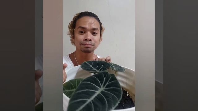 Black Velvet Alocasia Plant Care Tips смотреть онлайн