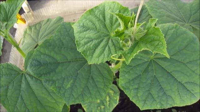 Семейные вечера на природе