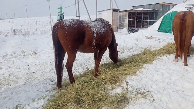 Дончаки в Оренбурге. Достойная порода Россий , с богатой историей. Заводчик Лепесов Рустам ! смотреть онлайн