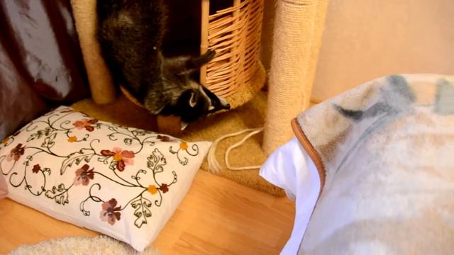 Енот с верёвочкой смотреть онлайн