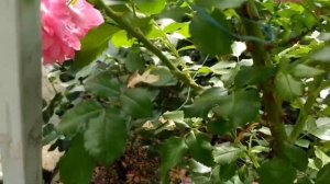 Формирование плетистой розы Rosarium Uetersen.