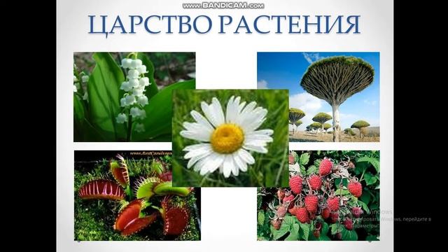 царства живой природы смотреть онлайн