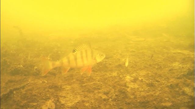 Глухозимье  Часть 3  Окунь на блесну  Подводные съемки  Язь 52