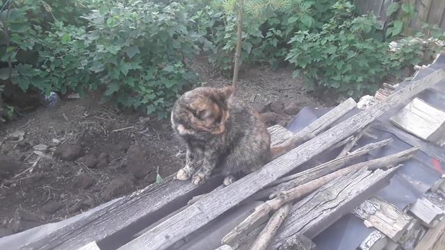 Собака на сене. А что, чем не собака? Не лает, не кусает, из виду не выпускает. смотреть онлайн