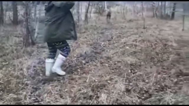 Заготовка лапника. Прогулка с собакой. смотреть онлайн