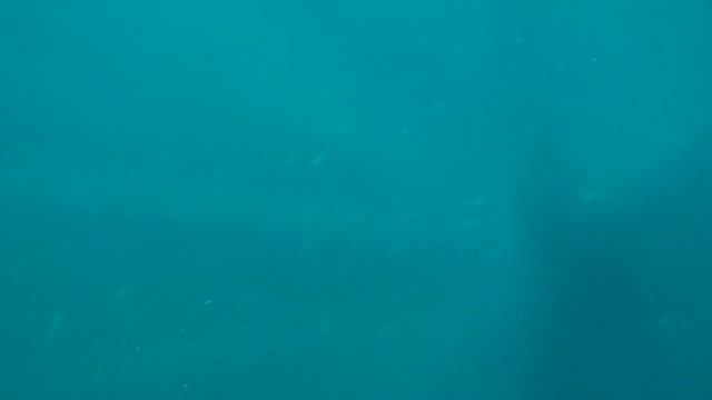 Не взятые тунцы 2021 . Японское море. Приморский край смотреть онлайн