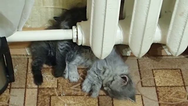 Котята засыпают у батареи.Просто прелесть смотреть онлайн
