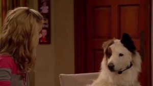 СОБАКА ТОЧКА КОМ - (смотреть)