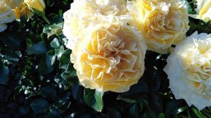 Роза Чайна гёл (China Girl) на rozapochtoi.ru