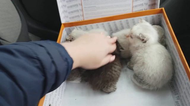 Котят выбросили в коробке на улицу октябрь 2019 год смотреть онлайн