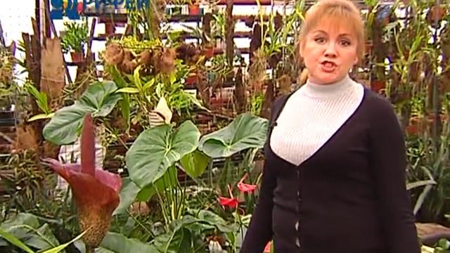 Расцвело змеиное дерево смотреть онлайн