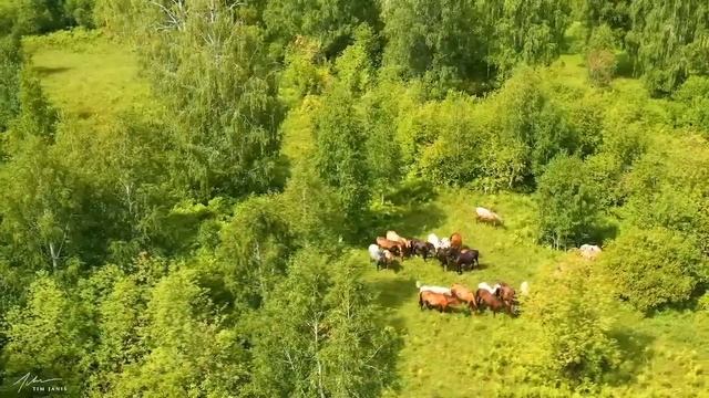 Beautiful Relaxing Music, Peaceful Soothing Instrumental Music, 