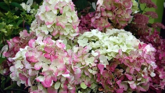 Гортензия метельчатая Граффити (GRAFFITI) смотреть онлайн